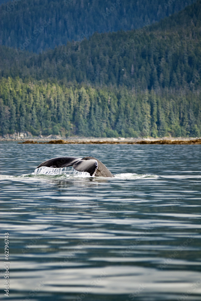 Obraz premium Alaska - Juneau - Whale Watching - Humpback Whale Tail