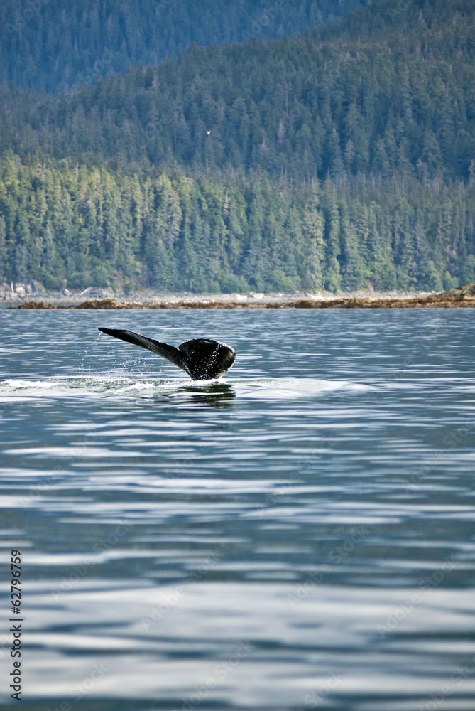 Naklejka premium Alaska - Juneau - Whale Watching - Humpback Whale Tail 