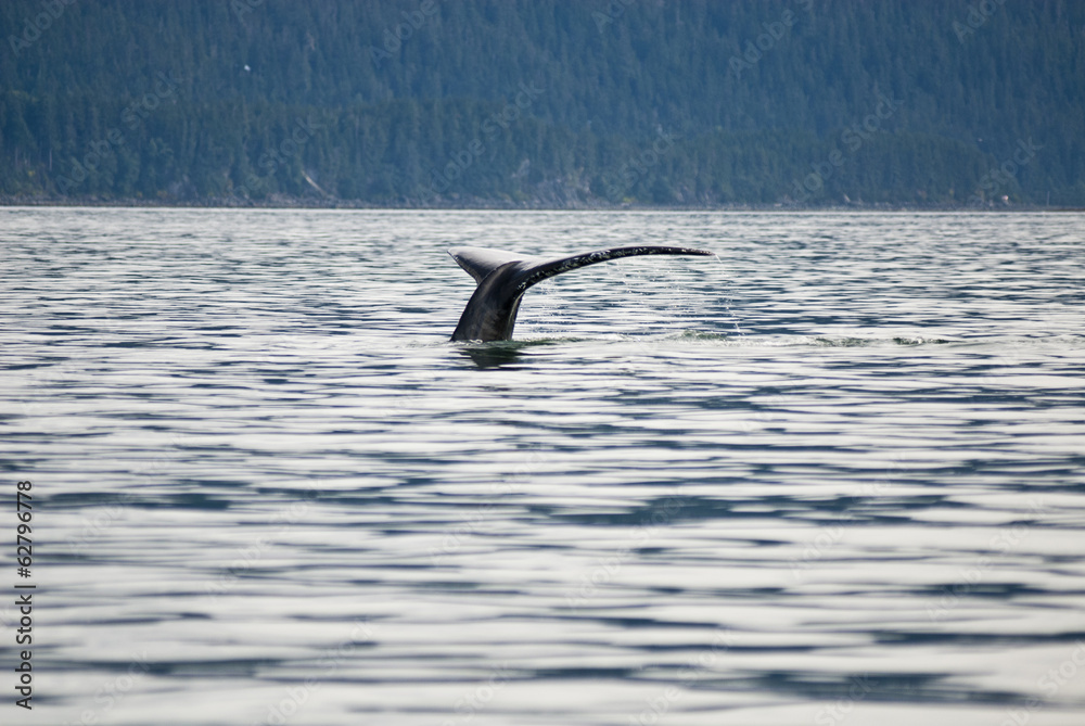 Fototapeta premium Alaska - Juneau - Whale Watching - Humpback Whale Tail 
