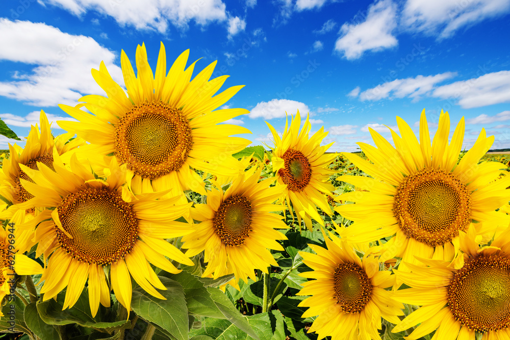 Naklejka premium sunflower field and blue sky with clouds