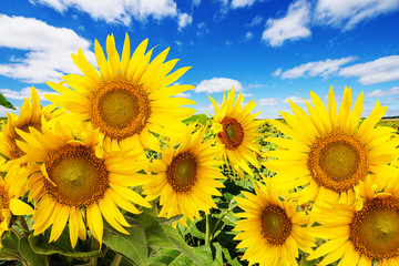 Wandcirkels Zonnebloem Zonnebloemenveld met blauwe wolkenlucht  © Vera Kuttelvaserova