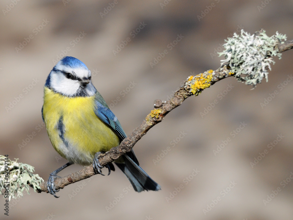 Fototapeta premium mésange bleue