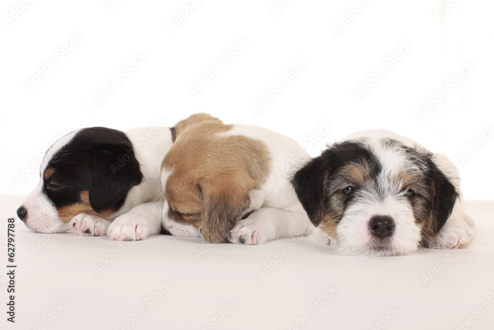 Three parson russell terrier puppies sleeping