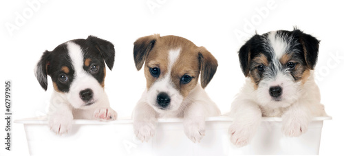 Fototapeta Naklejka Na Ścianę i Meble -   in a lineThree parson russell puppies