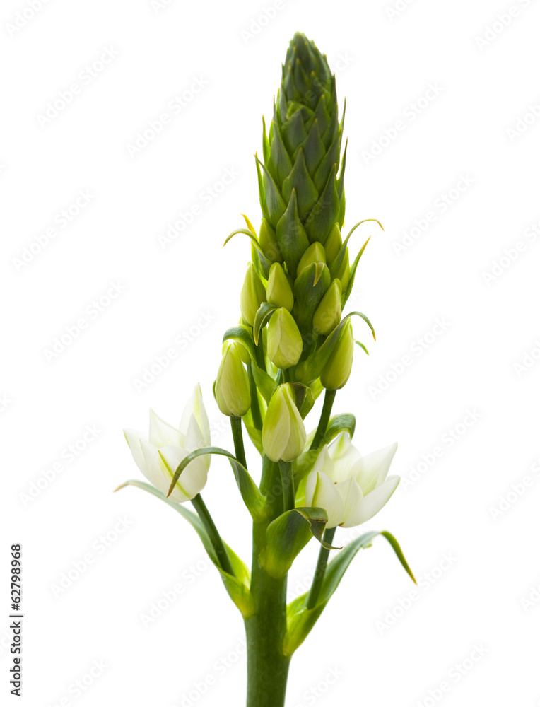 Obraz premium Ornithogalum