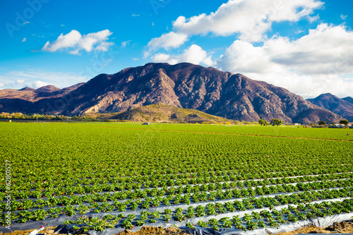 Strawberry Field and Mountains photo