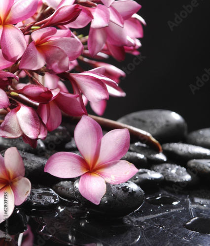 still life with pebbles and branch frangipani