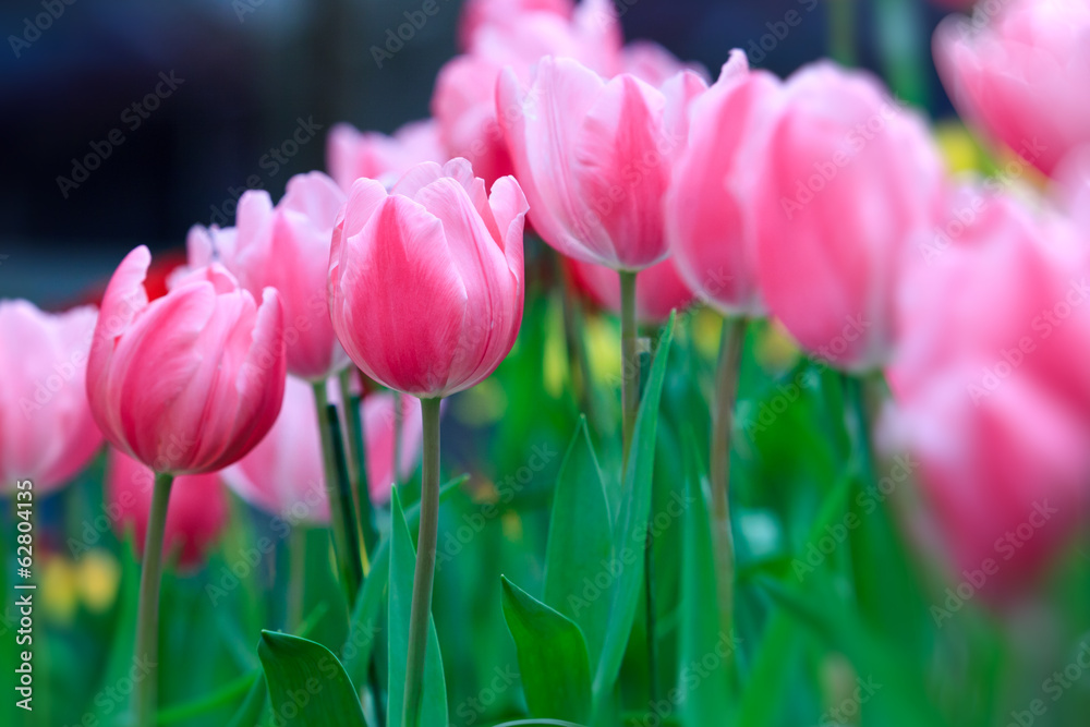 pink tulip with bokeh