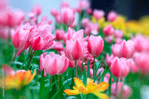 Fototapeta Naklejka Na Ścianę i Meble -  pink tulip with bokeh
