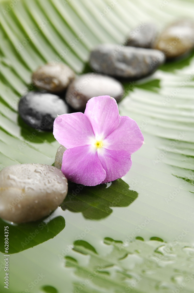 Pink flower and set of stones on wet banana leaf