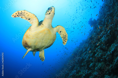 Hawksbill Sea Turtle on coral reef