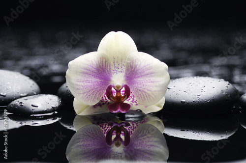 Macro of gorgeous orchid with therapy stones