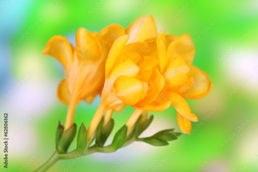 Beautiful freesias on green nature background Beautiful freesias on green nature background
