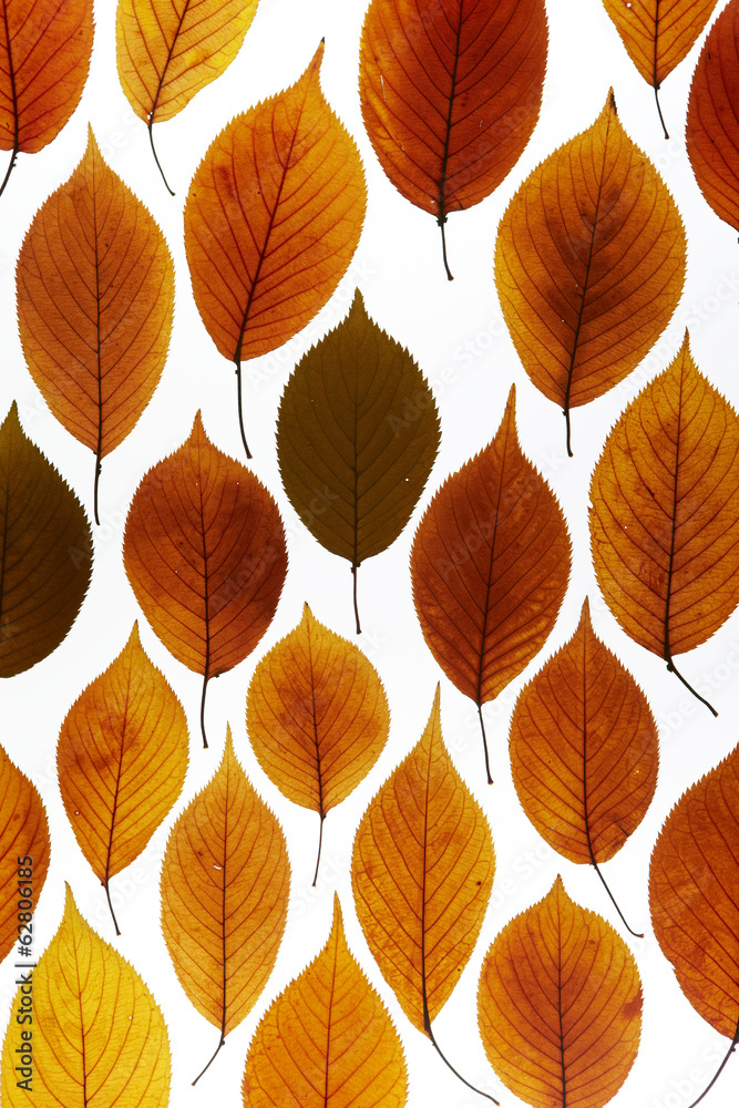 Obraz premium Autumn maple leaf