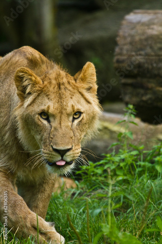 Fototapeta Naklejka Na Ścianę i Meble -  Löwe (Panthera leo)