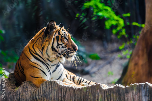 Fototapeta Naklejka Na Ścianę i Meble -  Tiger