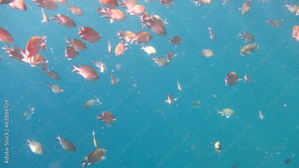 Fishes