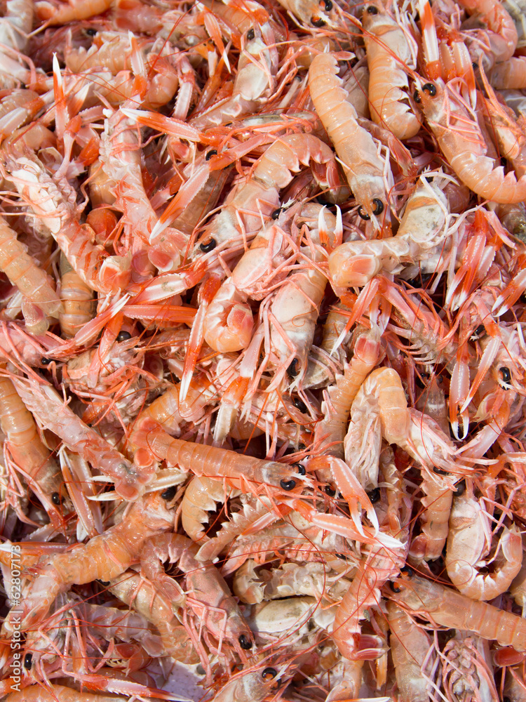 Scampi Scampi