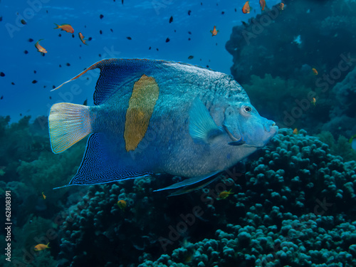 Yellowbar Angelfish (Pomacanthus maculosus) photo