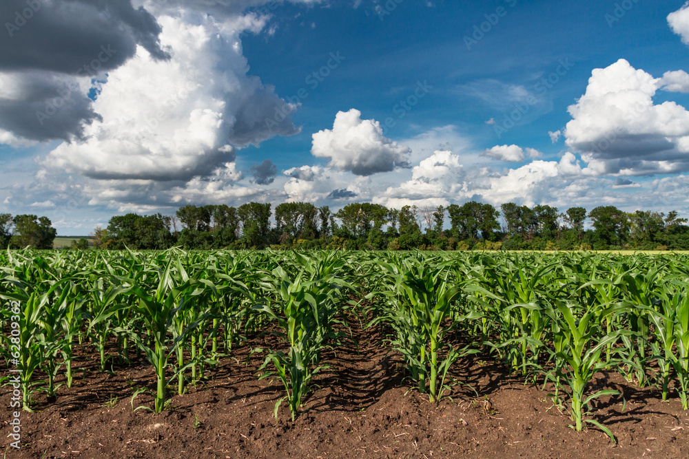 field of young green corn plants