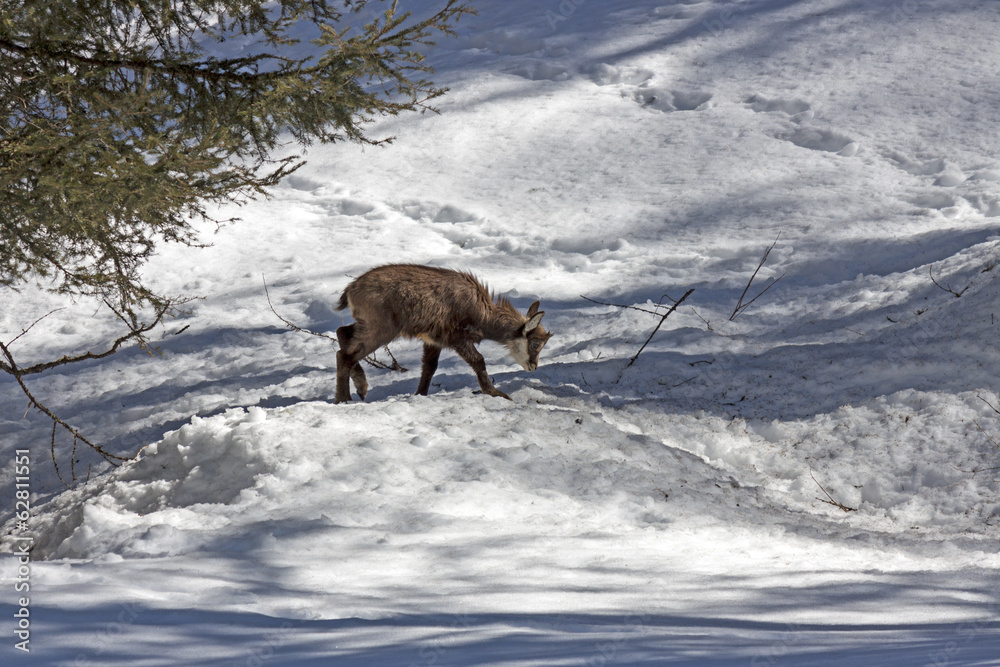 Puppy chamois, National Park, Aosta Puppy chamois, National Park, Aosta