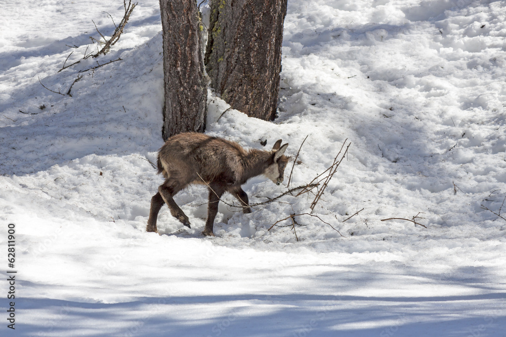 Puppy chamois, National Park, Aosta Puppy chamois, National Park, Aosta