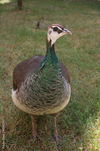 Peacock female photo