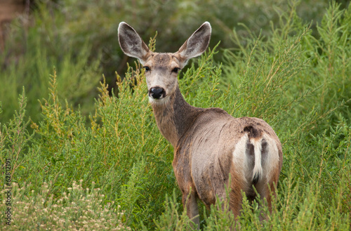 Fototapeta Naklejka Na Ścianę i Meble -  Mule Deer