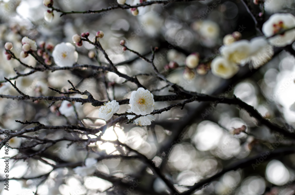 梅の花 白色