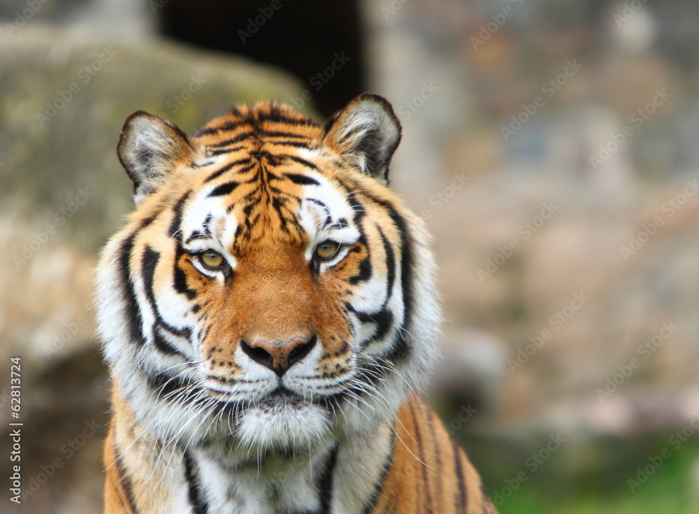 Fototapeta premium Siberian tiger (Panthera tigris altaica)