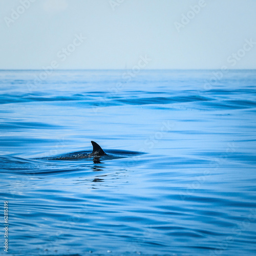 Fin of a shark in the high sea © fotomaximum