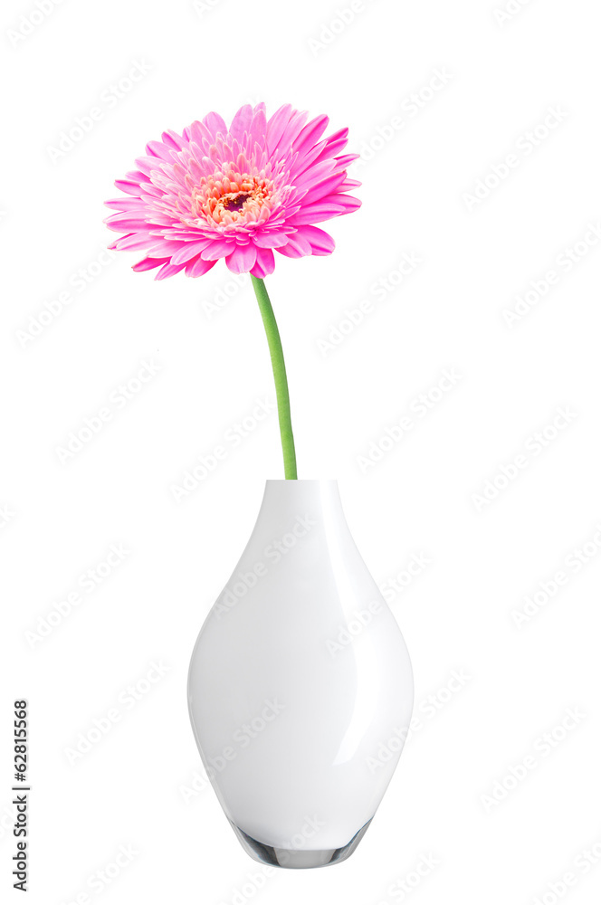 beautiful pink gerbera daisy flower in vase isolated on white beautiful pink gerbera daisy flower in vase isolated on white