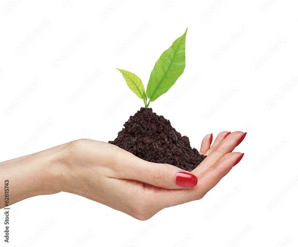 woman's hands are holding green plant on white background close- woman's hands are holding green plant on white background close-