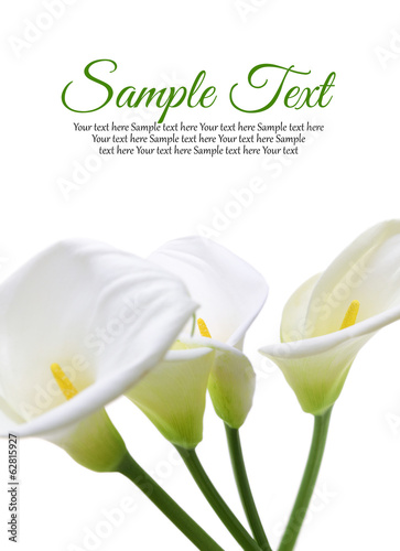 Fototapeta Naklejka Na Ścianę i Meble -  Beautiful white Calla lilies isolated on white background