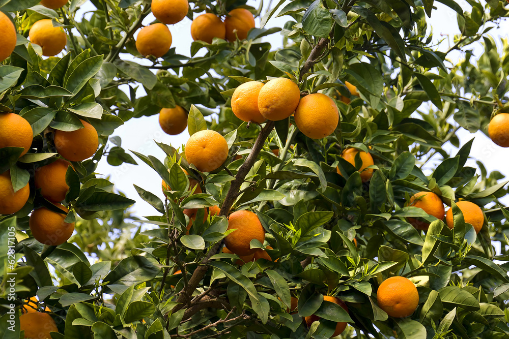 Orange tree