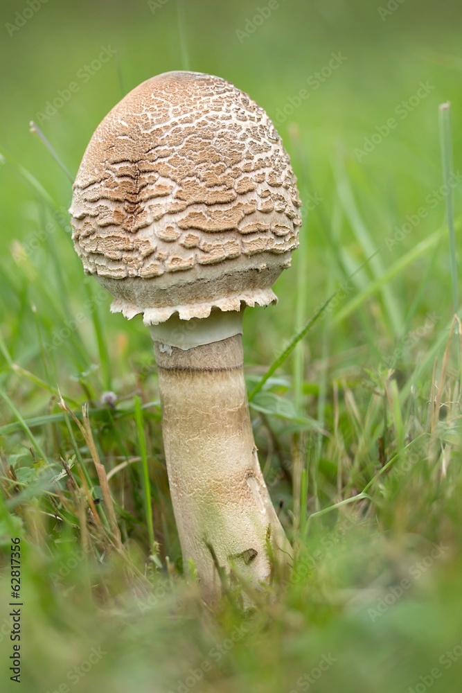 junger Riesenschirmling / young macrolepiota junger Riesenschirmling / young macrolepiota