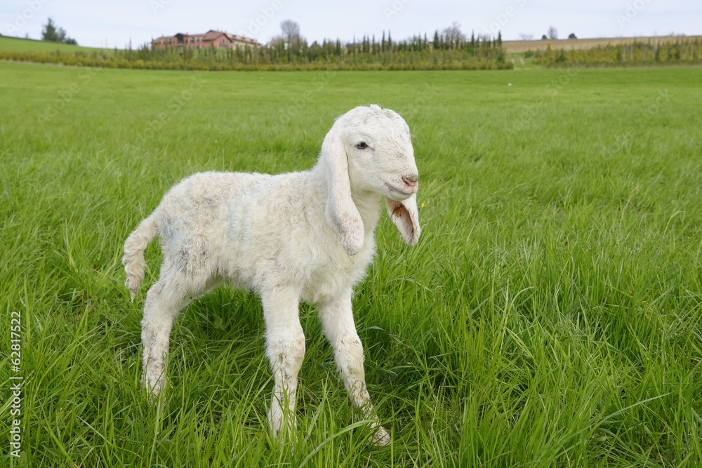 Fototapeta premium Lamb in a meadow