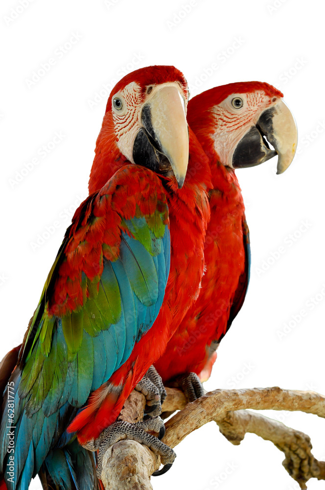 Naklejka premium Green-winged Macaw