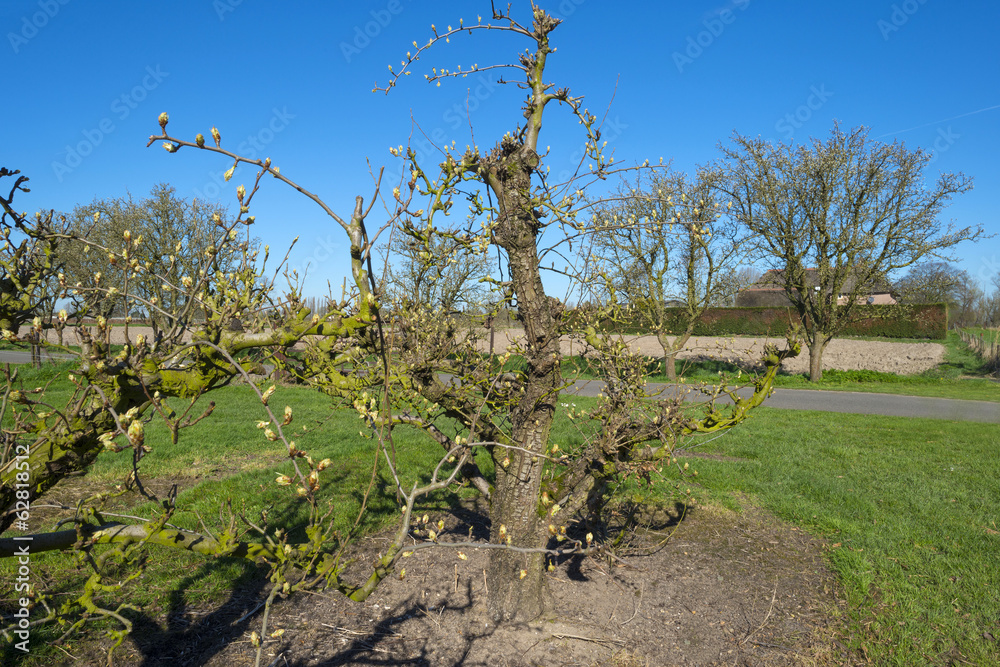Fruit trees with buds in spring