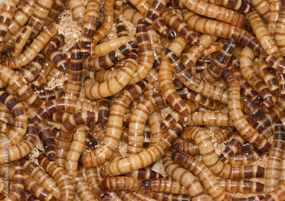 Fototapeta premium Meal worms bird food