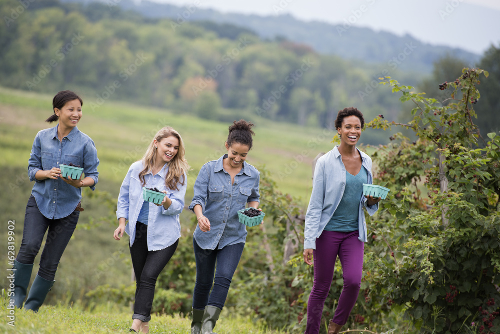 Picking blackberry fruits on an organic farm. Four women walking among the rows of fruit canes. Picking blackberry fruits on an organic farm. Four women walking among the rows of fruit canes.