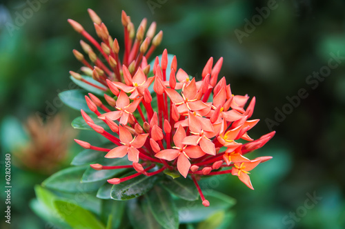 bunch of red ixora flower © pnuthong