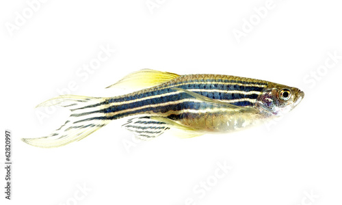 zebra danio fish isolated white photo