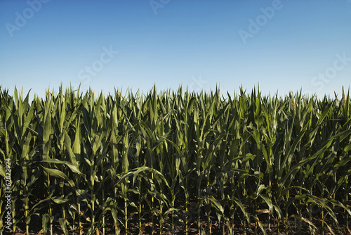 A field of tall maize plants, in a scenic landscape.  photo