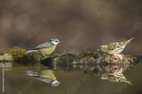 Reflection pool