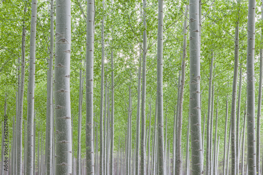 Poplar tree plantation, tree nursery growing tall straight trees with white  bark in Oregon, USA Stock Photo
