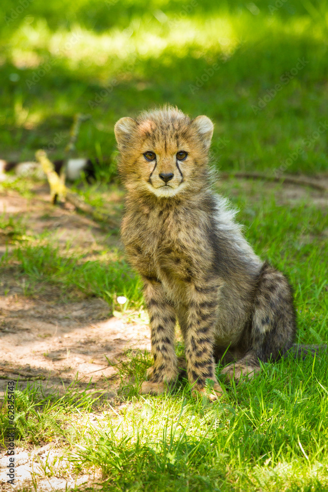 Fototapeta premium Junger Gepard (Acinonyx jubatus)