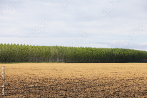A large plantation of poplar trees in a arboriculture nursery or farm in Oregon, USA 