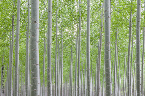 Poplar tree plantation, tree nursery growing tall straight trees with white bark in Oregon, USA