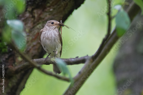 pigliamosche (Muscicapa striata) photo